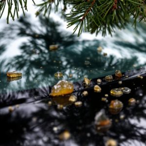 pine-sap-on-car